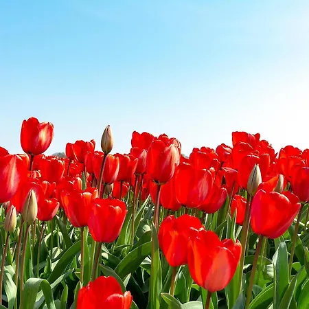 Semesterbostad Near Dutch With Pool