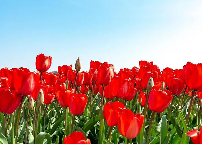 Semesterbostad Near Dutch With Pool